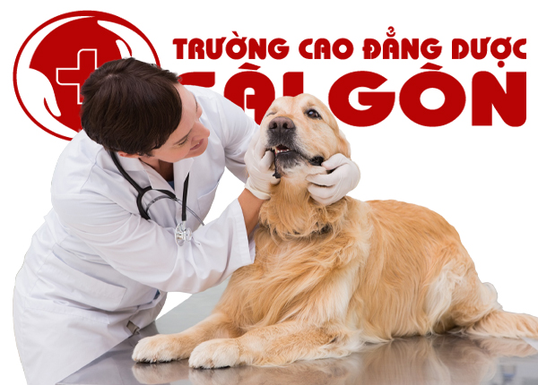 Học Cao đẳng Thú Y có gì thú vị